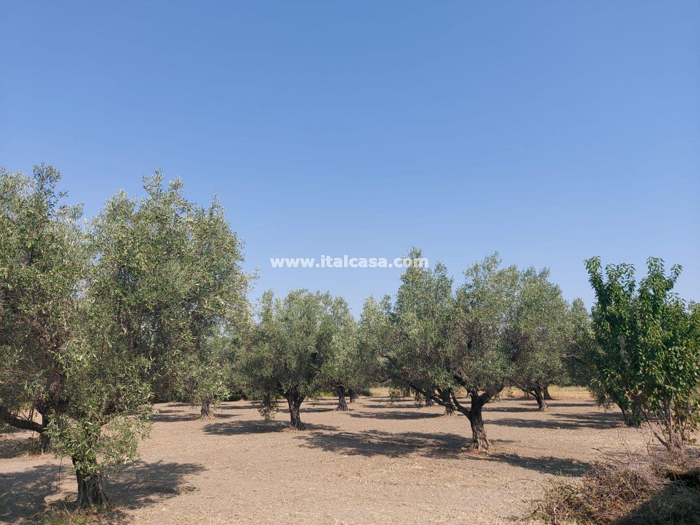 Terreno Agricolo in vendita a Crotone