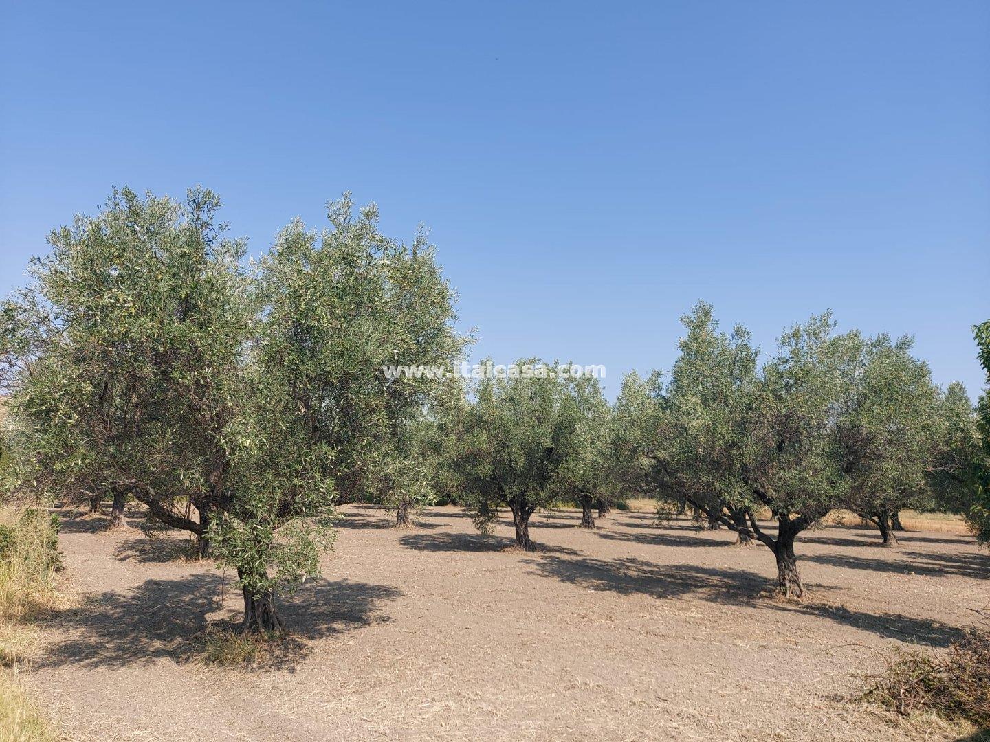 Terreno Agricolo in vendita a Crotone