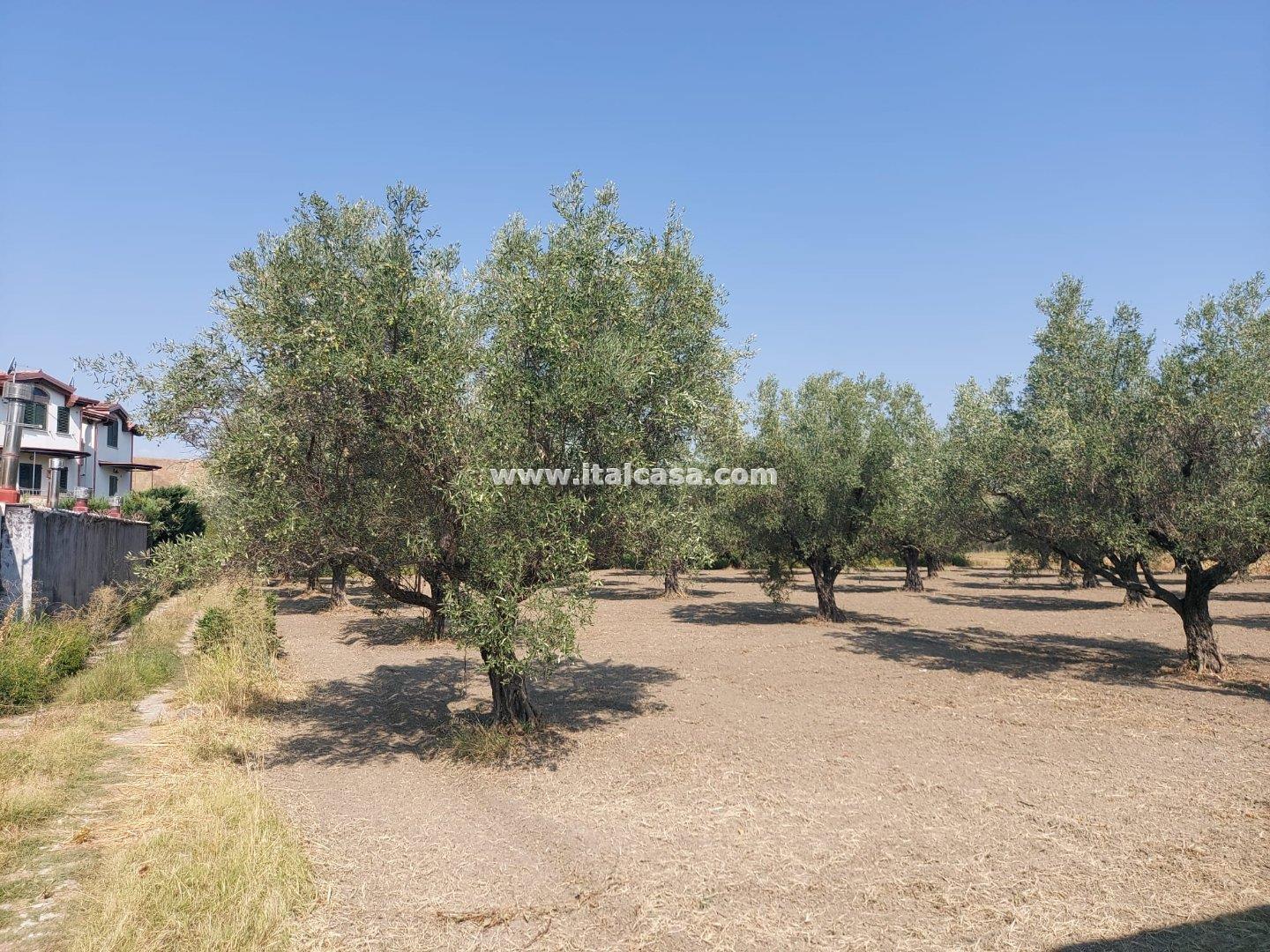 Terreno Agricolo in vendita a Crotone