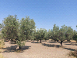 Terreno Agricolo in vendita a Crotone